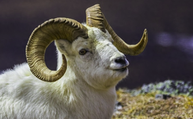 03年属什么生肖几岁（2003年属什么生肖几岁）