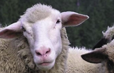 03年属什么生肖的是什么命（2003年属羊的最佳婚配）